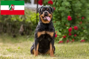 Read more about the article Hodowcy rottweilerów i szczenięta w Nadrenia Północna-Westfalia