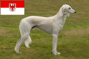 Read more about the article Hodowcy i szczenięta Saluki w Brandenburgia