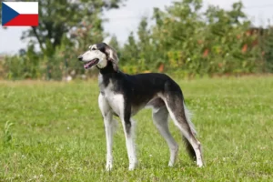 Read more about the article Hodowcy i szczenięta Saluki w Czechy