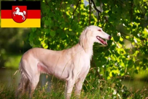 Read more about the article Hodowcy i szczenięta Saluki w Dolna Saksonia