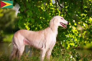 Read more about the article Hodowcy i szczenięta Saluki w Gujana