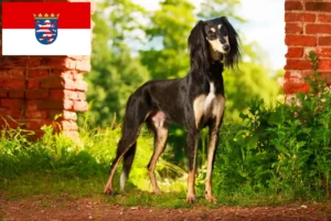 Read more about the article Hodowcy i szczenięta Saluki w Hesja