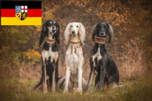 Read more about the article Hodowcy i szczenięta Saluki w Kraj Saary