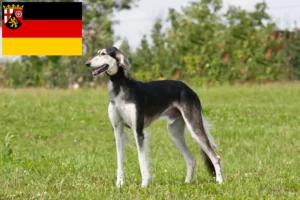 Read more about the article Hodowcy i szczenięta Saluki w Nadrenia-Palatynat