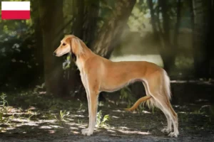 Read more about the article Hodowcy i szczenięta Saluki w Polska