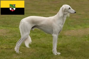 Read more about the article Hodowcy i szczenięta Saluki w Saksonia-Anhalt