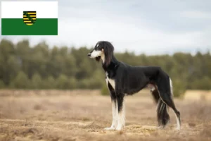 Read more about the article Hodowcy i szczenięta Saluki w Saksonia