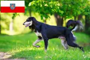 Read more about the article Hodowcy i szczenięta Saluki w Turyngia