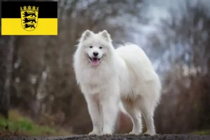 Read more about the article Hodowcy i szczenięta Samoyed w Badenia-Wirtembergia