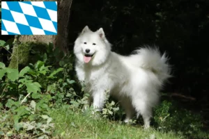 Read more about the article Hodowcy i szczenięta Samoyed w Bawaria