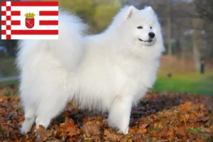 Read more about the article Hodowcy i szczenięta Samoyed w Brema