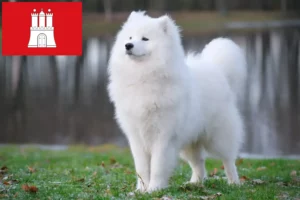 Read more about the article Hodowcy i szczenięta Samoyed w Hamburg