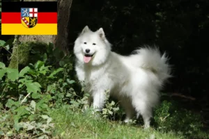 Read more about the article Hodowcy i szczenięta Samoyed w Kraj Saary