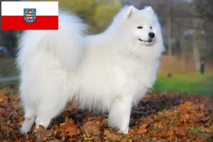 Read more about the article Hodowcy i szczenięta Samoyed w Turyngia