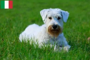 Read more about the article Hodowcy i szczenięta Sealyham terrier w Włochy