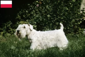 Read more about the article Hodowcy i szczenięta Sealyham terrier w Polska