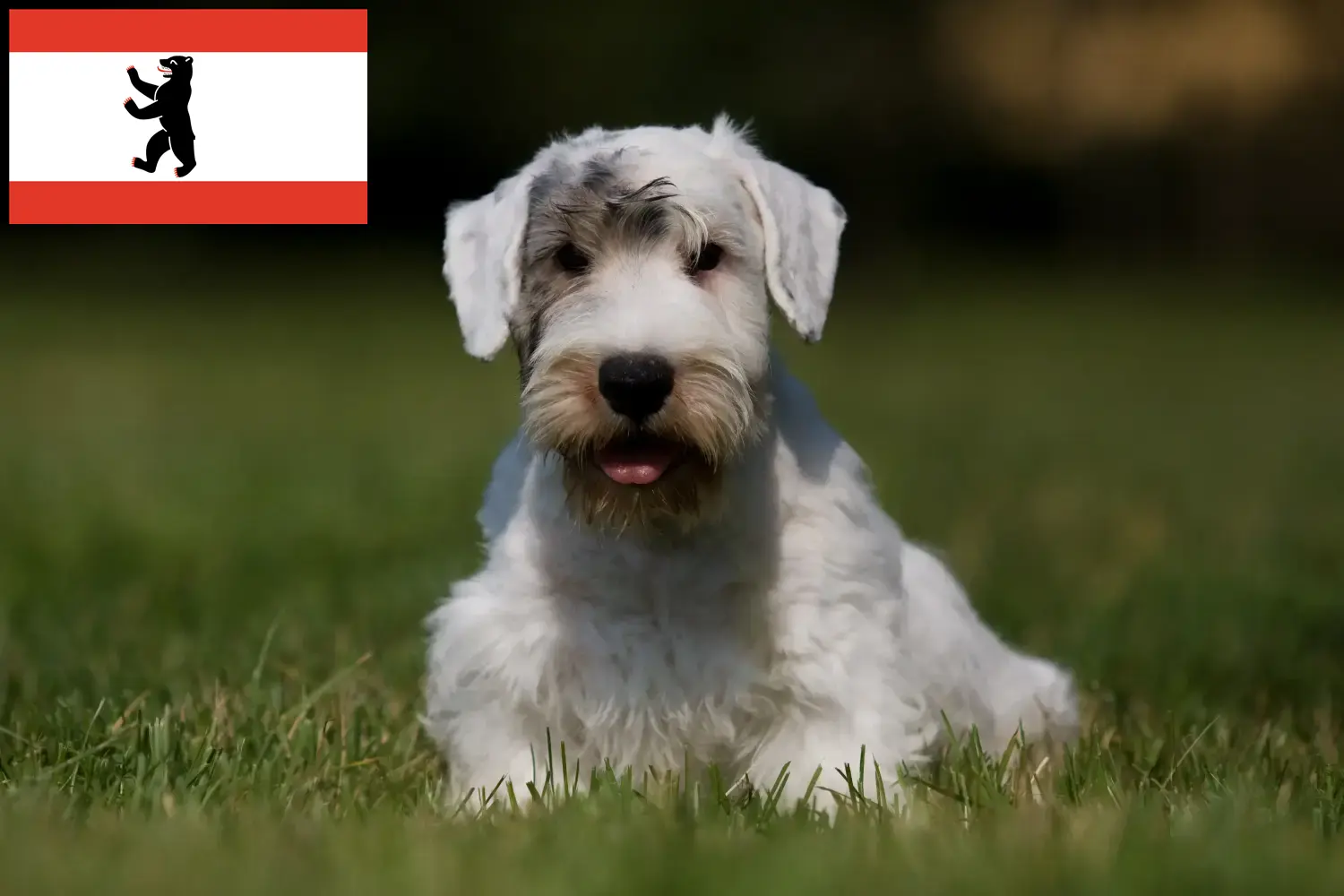 Read more about the article Hodowcy i szczenięta Sealyham terrier w Berlin