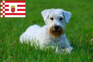 Read more about the article Hodowcy i szczenięta Sealyham terrier w Brema