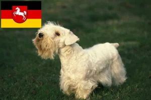 Read more about the article Hodowcy i szczenięta Sealyham terrier w Dolna Saksonia