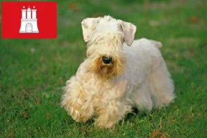 Read more about the article Hodowcy i szczenięta Sealyham terrier w Hamburg