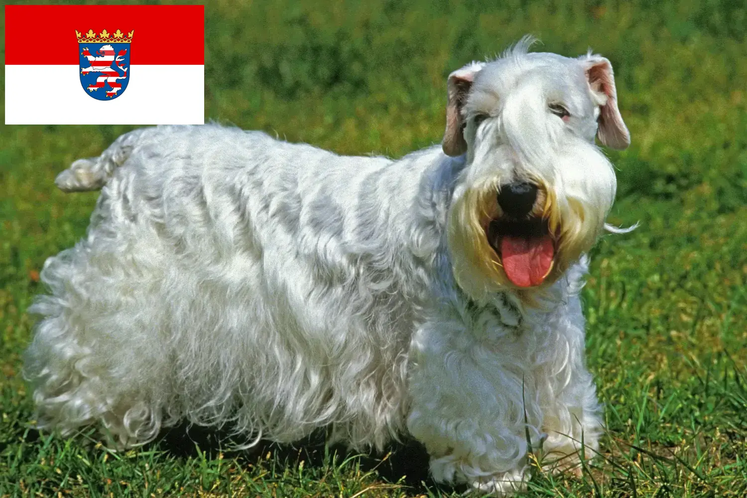 Read more about the article Hodowcy i szczenięta Sealyham terrier w Hesja