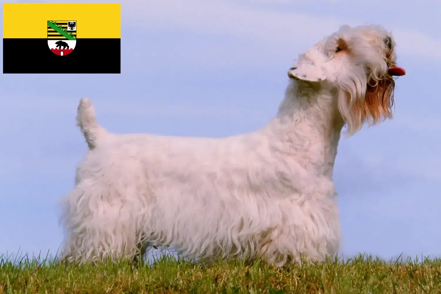 Read more about the article Hodowcy i szczenięta Sealyham terrier w Saksonia-Anhalt