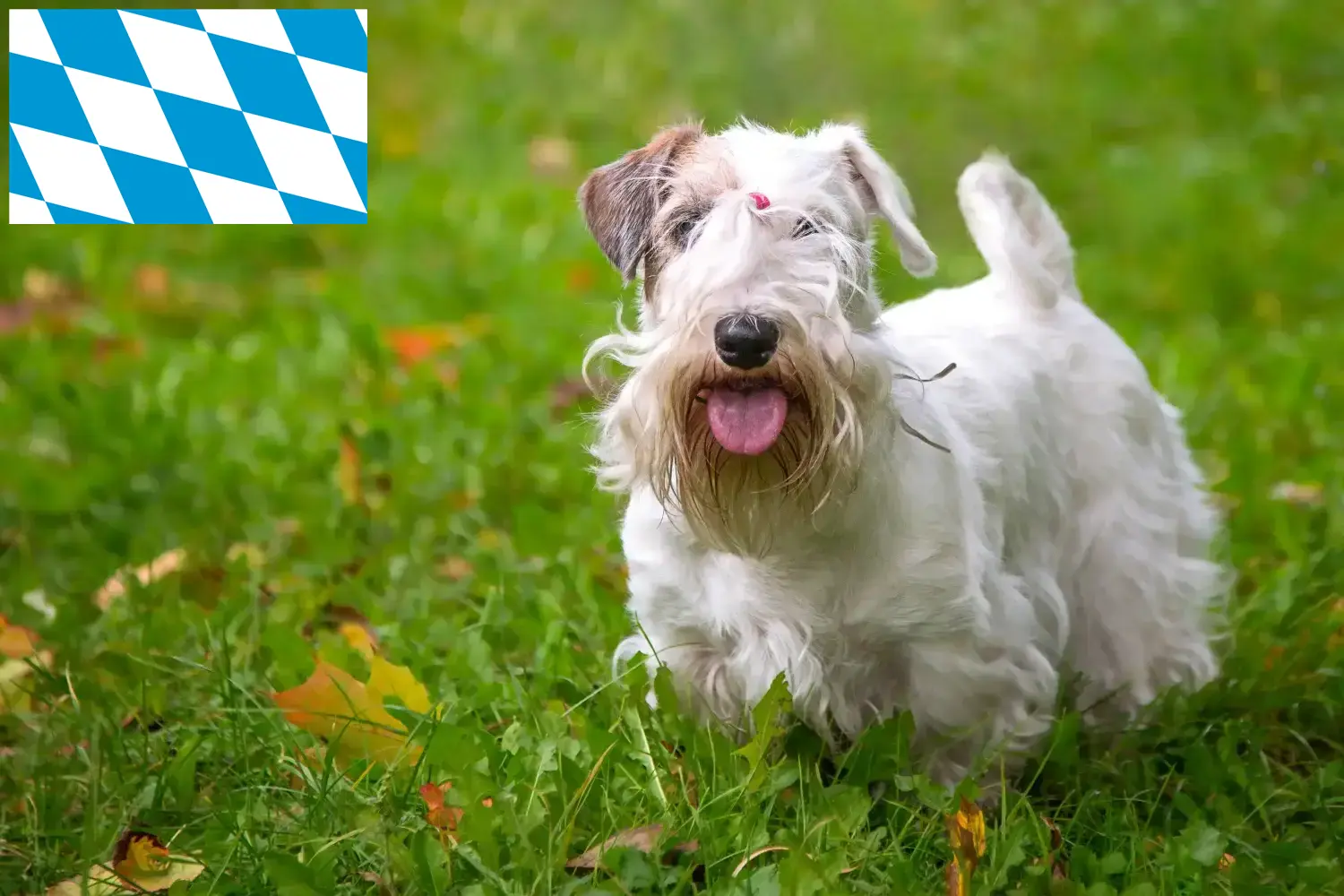 Read more about the article Hodowcy i szczenięta Sealyham terrier w Bawaria