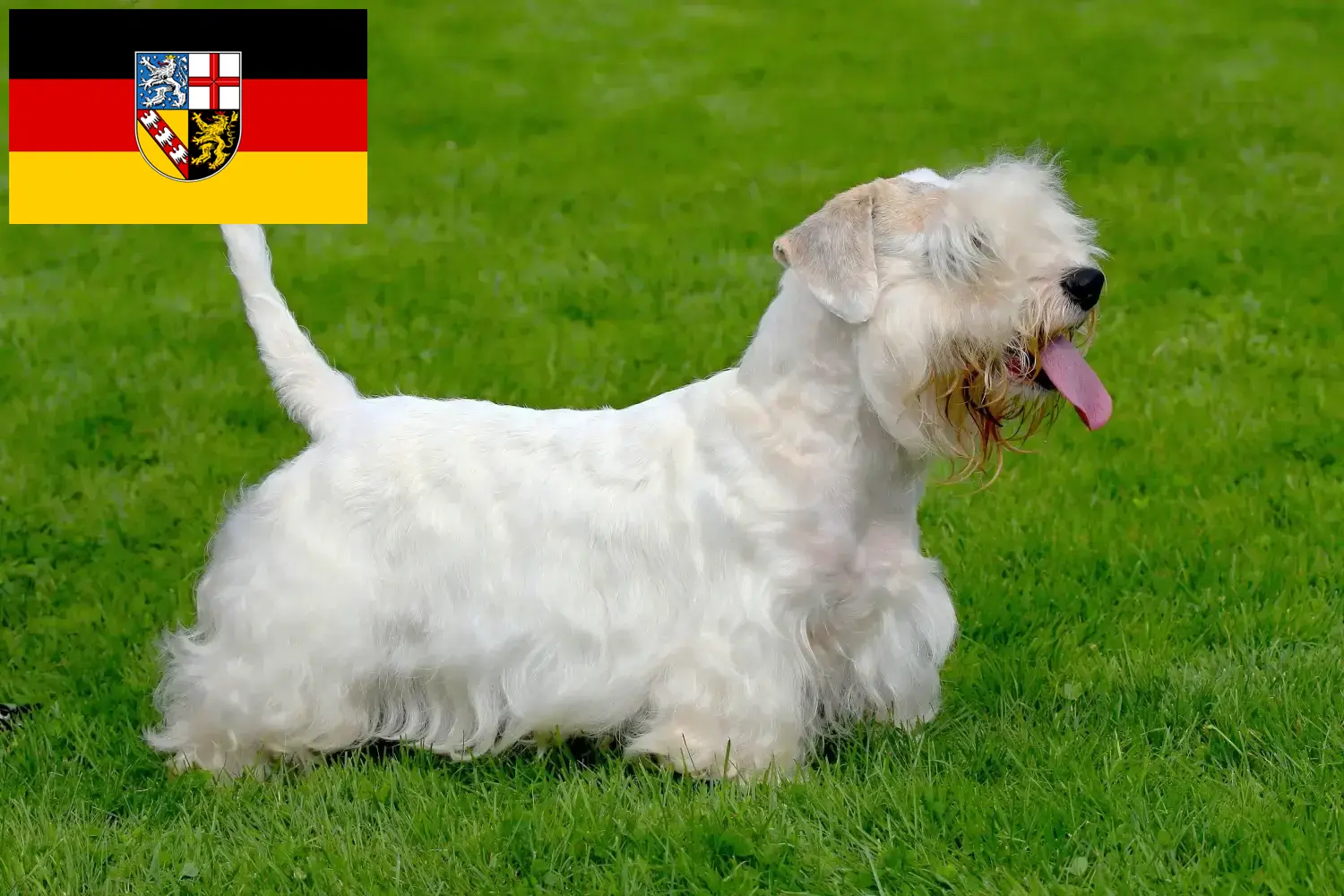 Read more about the article Hodowcy i szczenięta Sealyham terrier w Kraj Saary