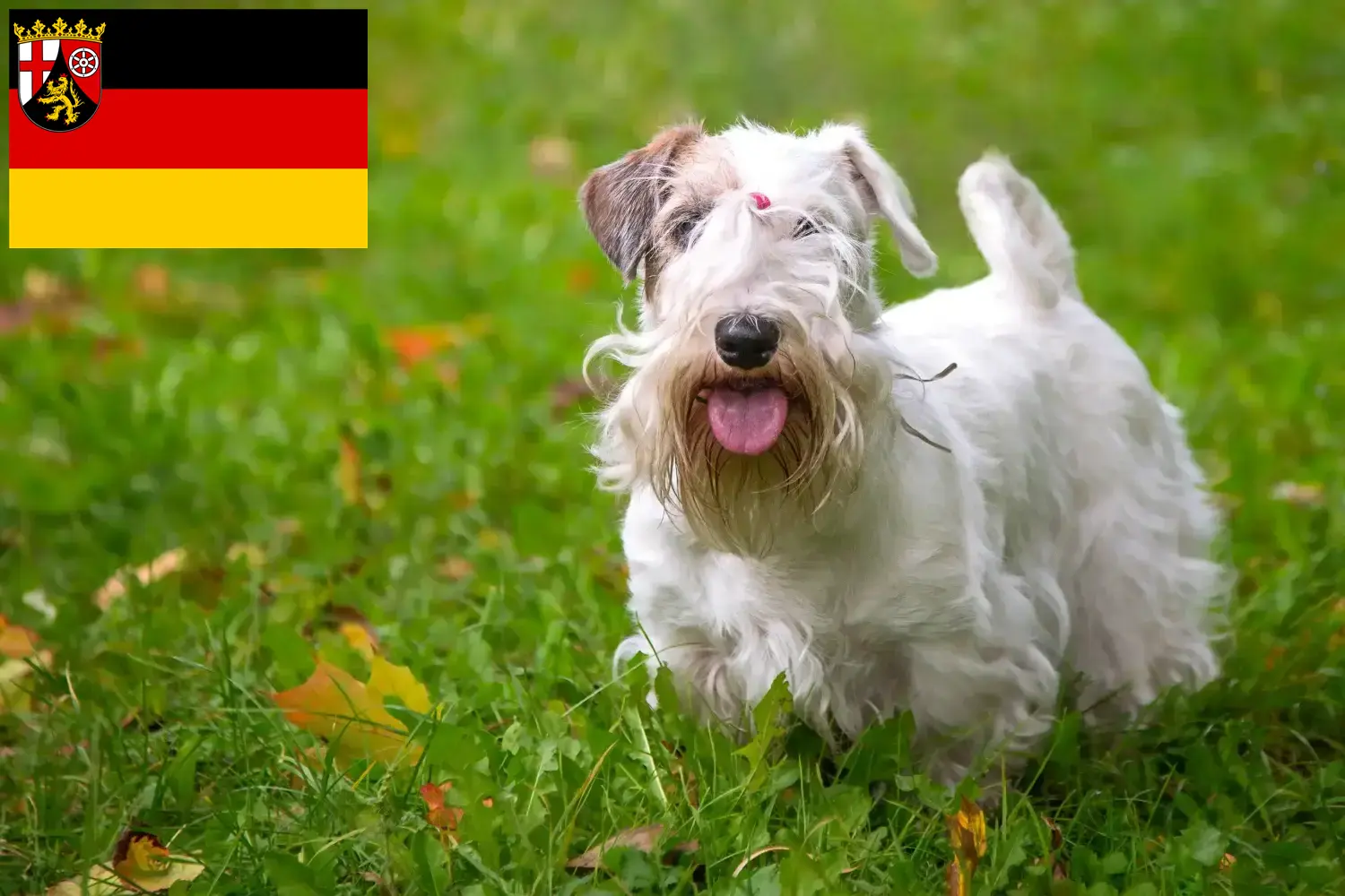 Read more about the article Hodowcy i szczenięta Sealyham terrier w Nadrenia-Palatynat