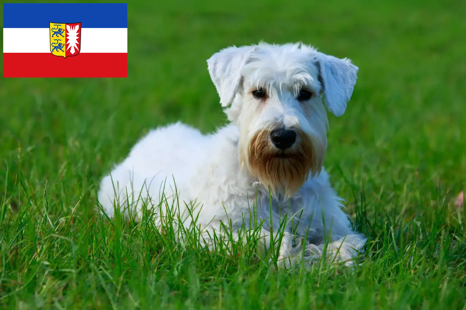 Read more about the article Hodowcy i szczenięta Sealyham terrier w Szlezwik-Holsztyn