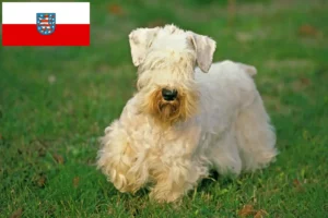 Read more about the article Hodowcy i szczenięta Sealyham terrier w Turyngia