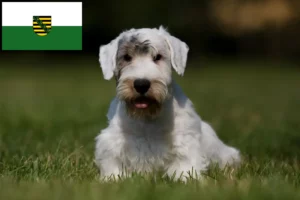 Read more about the article Hodowcy i szczenięta Sealyham terrier w Saksonia