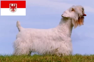 Read more about the article Hodowcy i szczenięta Sealyham terrier w Brandenburgia