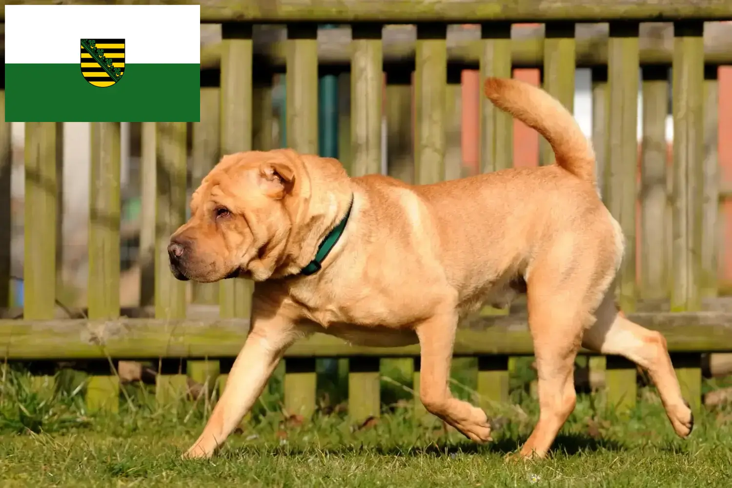 Read more about the article Hodowcy i szczenięta Shar-Pei w Saksonia