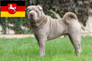 Read more about the article Hodowcy i szczenięta Shar-Pei w Dolna Saksonia