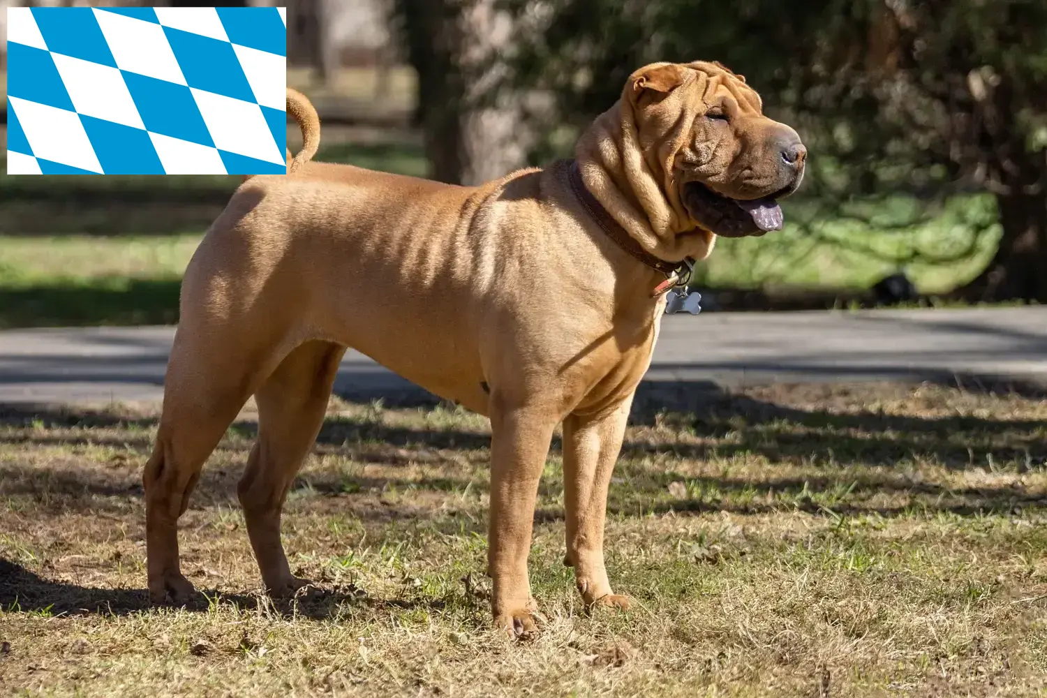 Read more about the article Hodowcy i szczenięta Shar-Pei w Bawaria