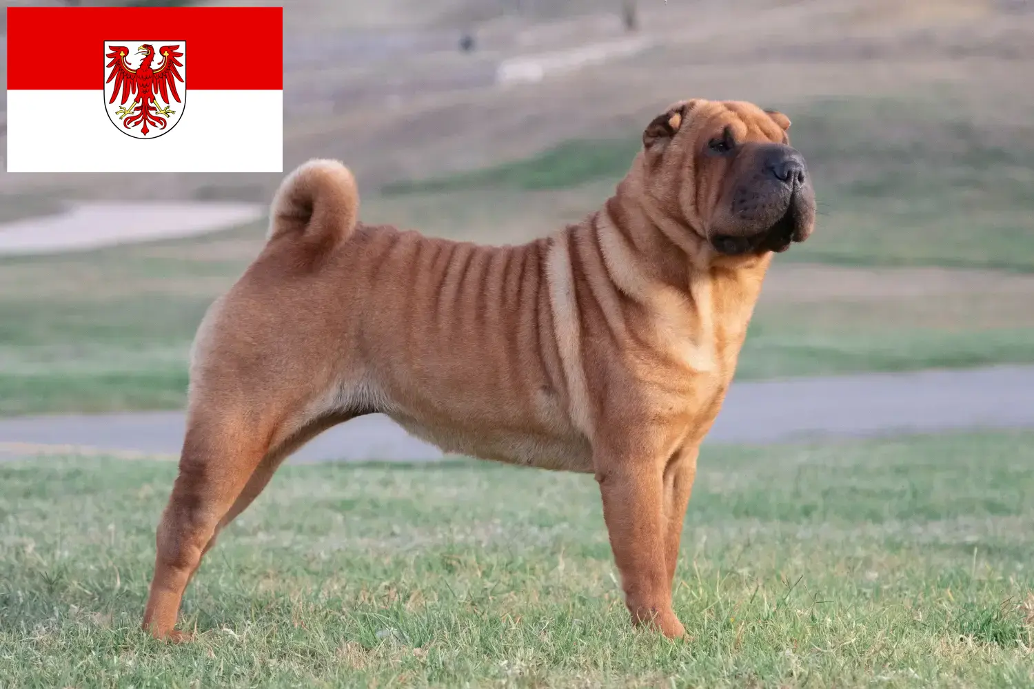 Read more about the article Hodowcy i szczenięta Shar-Pei w Brandenburgia