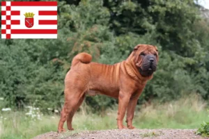 Read more about the article Hodowcy i szczenięta Shar-Pei w Brema