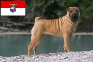 Read more about the article Hodowcy i szczenięta Shar-Pei w Hesja