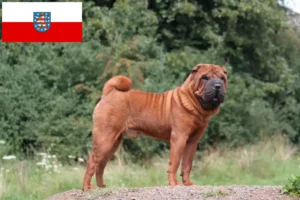 Read more about the article Hodowcy i szczenięta Shar-Pei w Turyngia