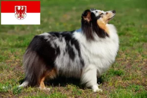 Read more about the article Hodowcy i szczenięta Sheltie w Brandenburgia