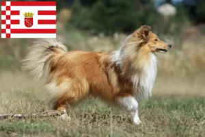 Read more about the article Hodowcy i szczenięta Sheltie w Brema