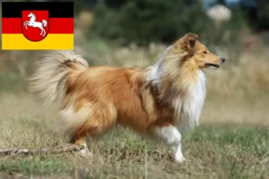 Read more about the article Hodowcy i szczenięta Sheltie w Dolna Saksonia