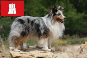 Read more about the article Hodowcy i szczenięta Sheltie w Hamburg