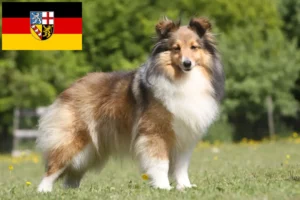 Read more about the article Hodowcy i szczenięta Sheltie w Kraj Saary