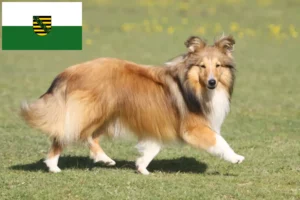 Read more about the article Hodowcy i szczenięta Sheltie w Saksonia