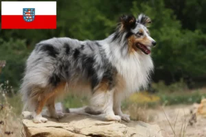 Read more about the article Hodowcy i szczenięta Sheltie w Turyngia