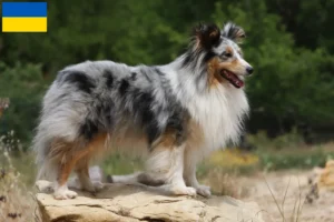 Read more about the article Hodowcy i szczenięta Sheltie w Ukraina