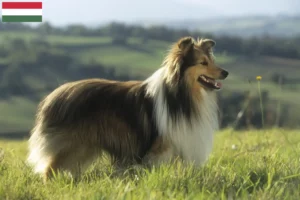 Read more about the article Hodowcy i szczenięta Sheltie w Węgry