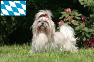 Read more about the article Hodowcy i szczenięta shih tzu w Bawaria